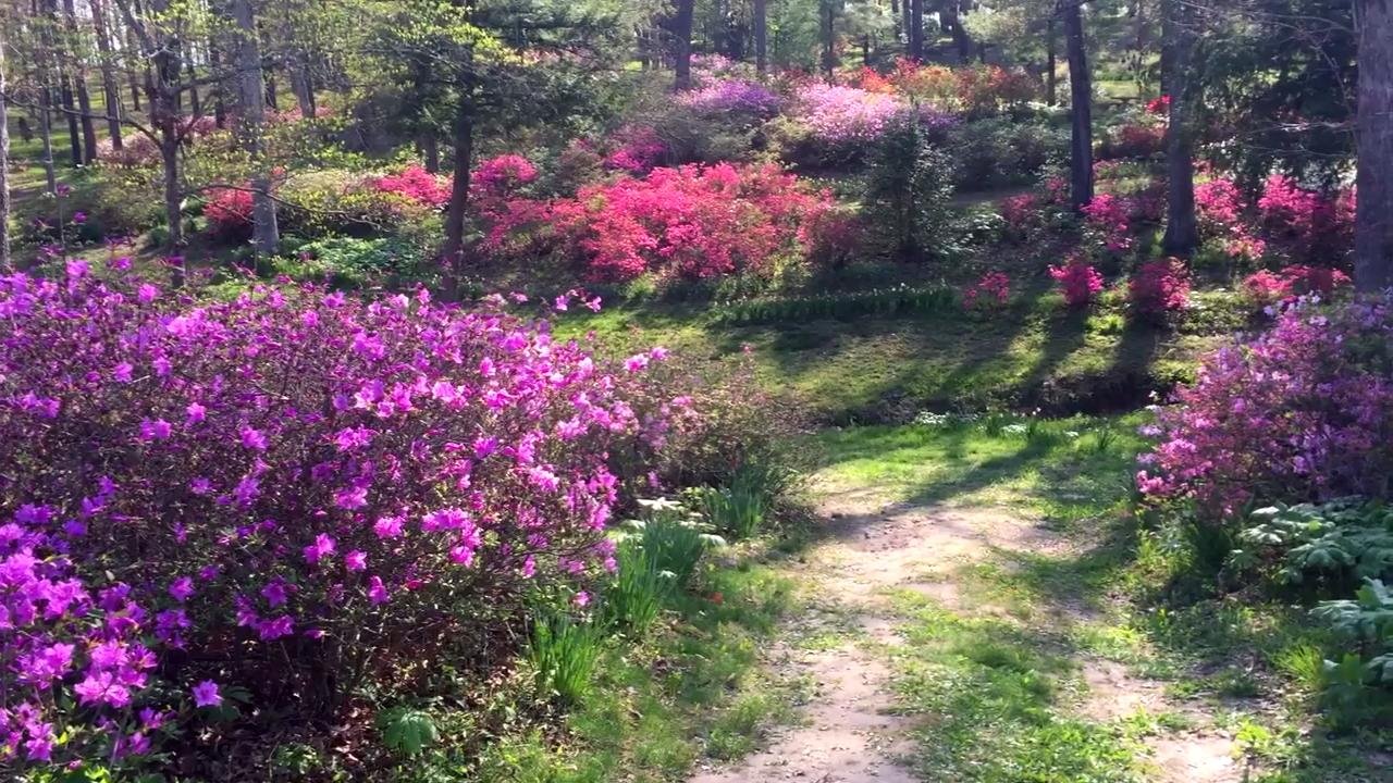 a "secret garden" in southeast missouri blooms for all to see