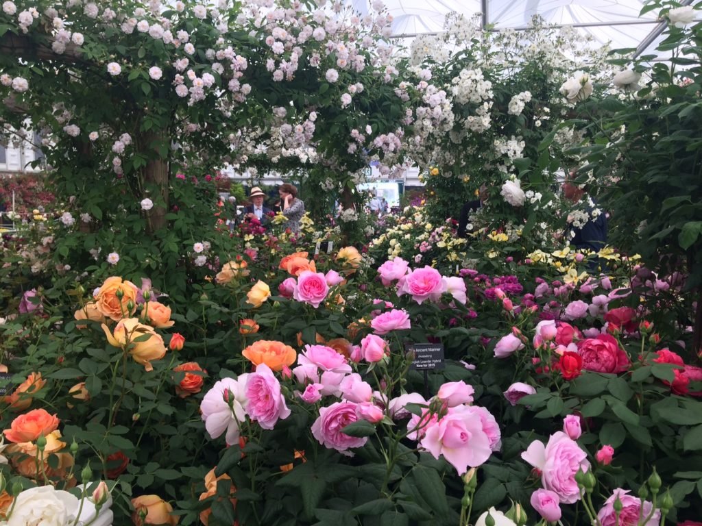 beautiful new roses from david austin roses at chelsea flower show