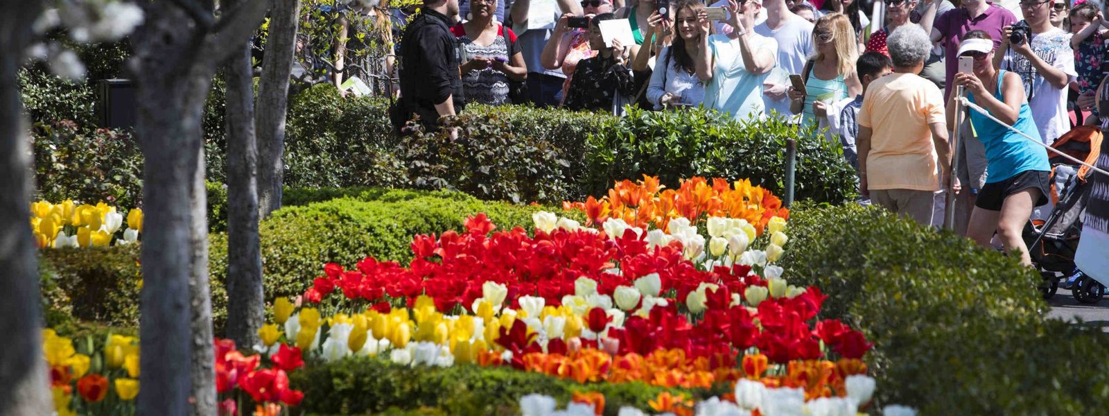 as may flowers bloom, a closer look at white house gardens past and