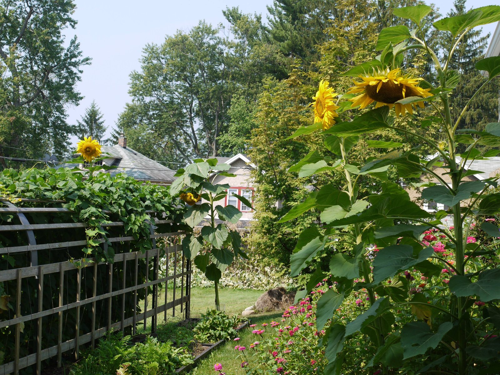 how to grow giant sunflowers for competition and beauty