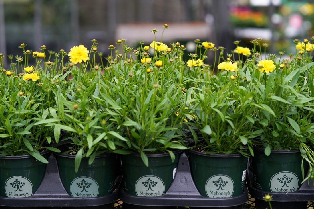 mahoney's garden center | emily
