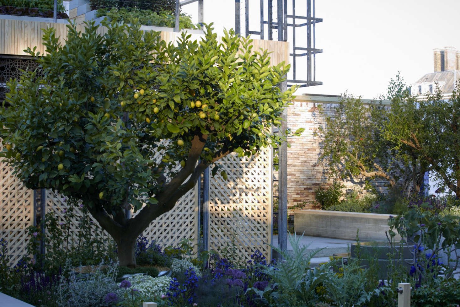 chelsea flower show 2018: heart and soul at the lemon tree trust