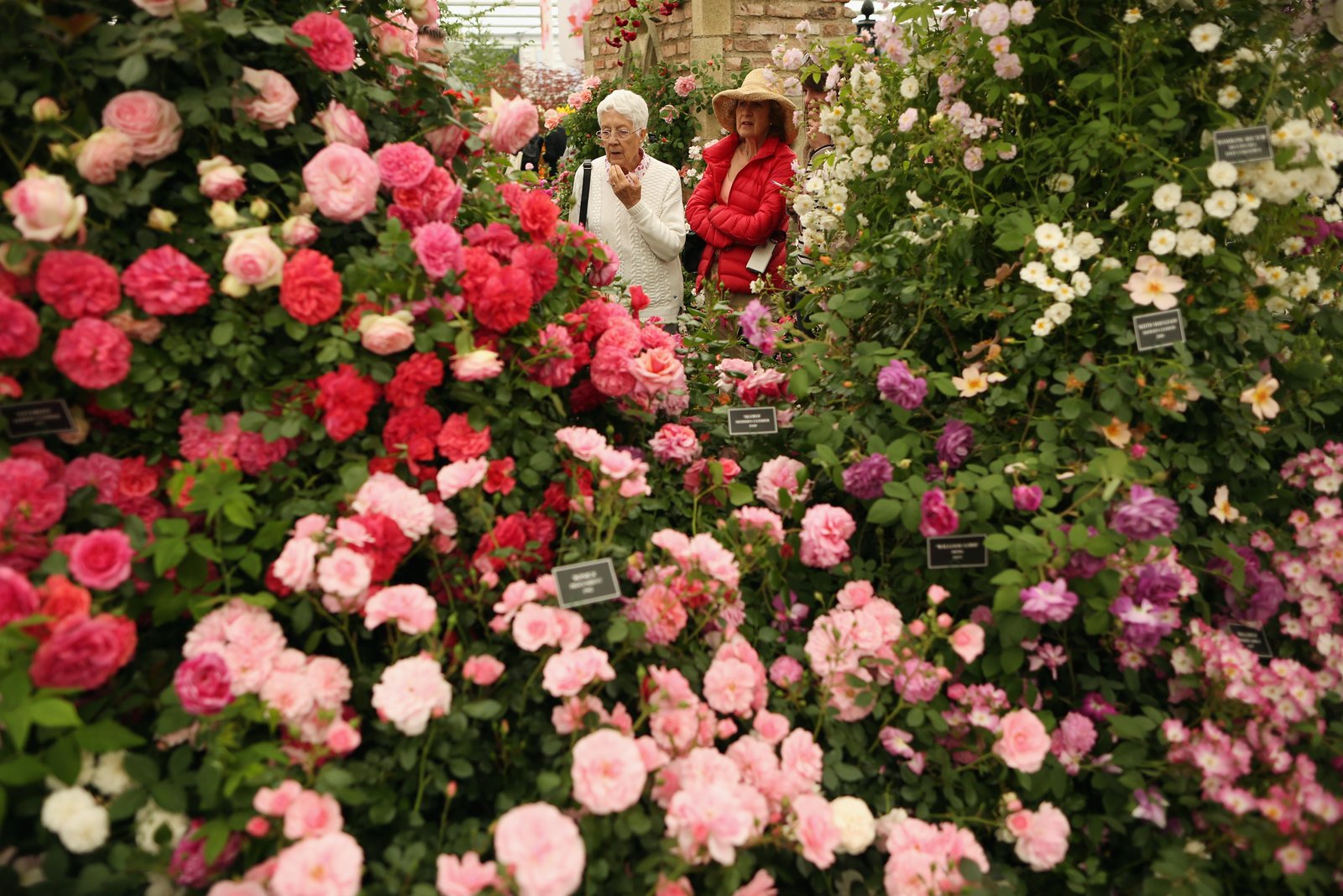 chelsea flower show 2019 tickets – how much do they cost, what does