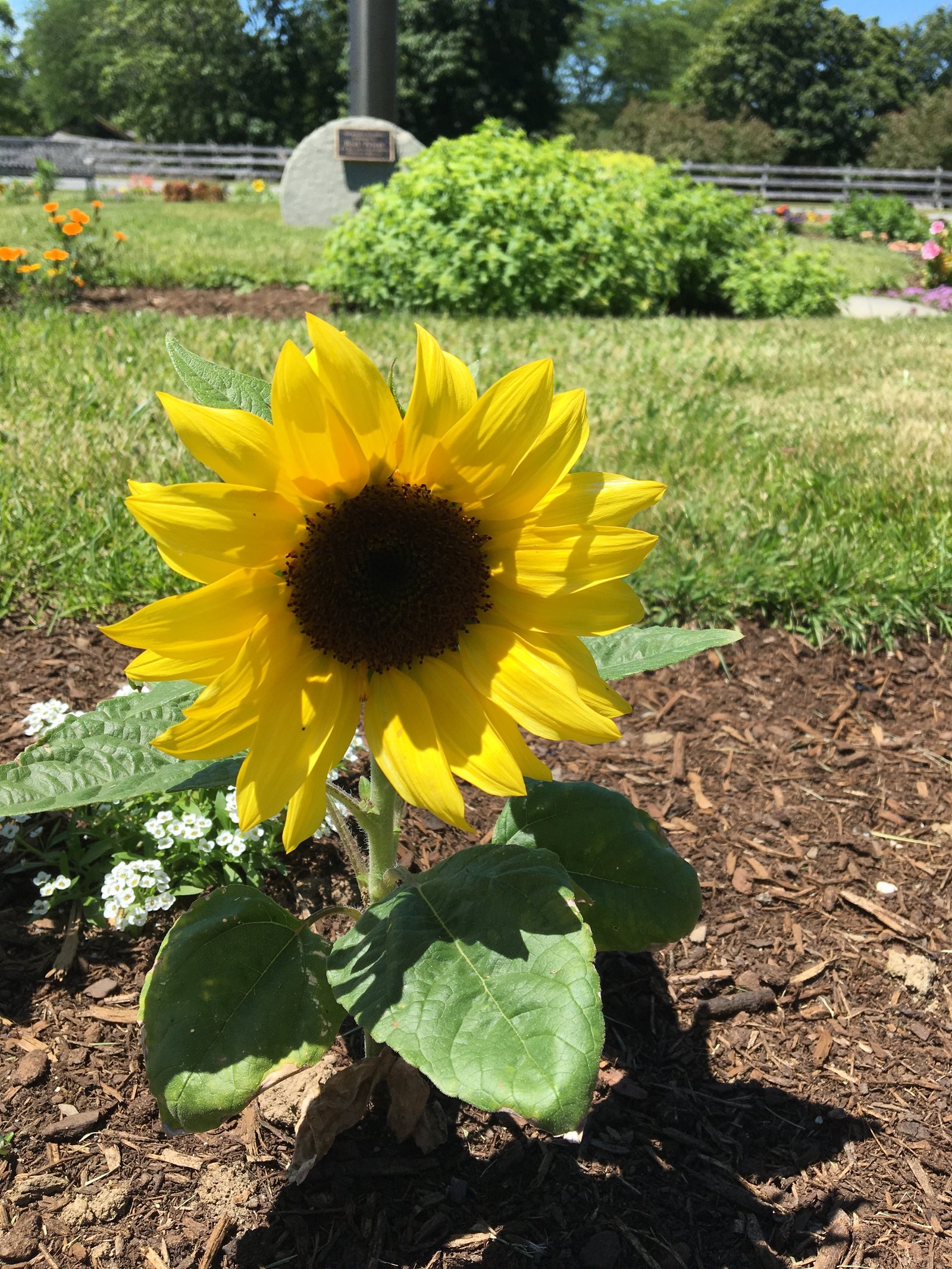 kidsgardening growing guides - sunflower growing guide