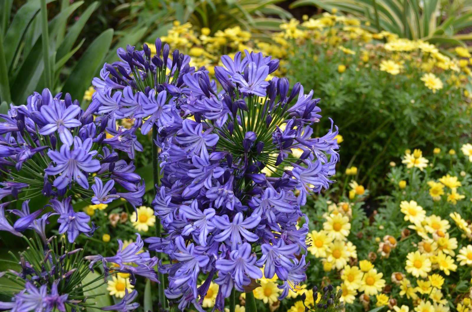 lily of the nile / nyl lelie (agapanthus buccaneer) - life is a garden