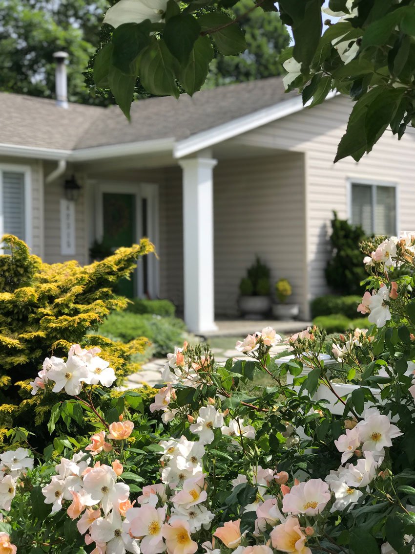 the garden