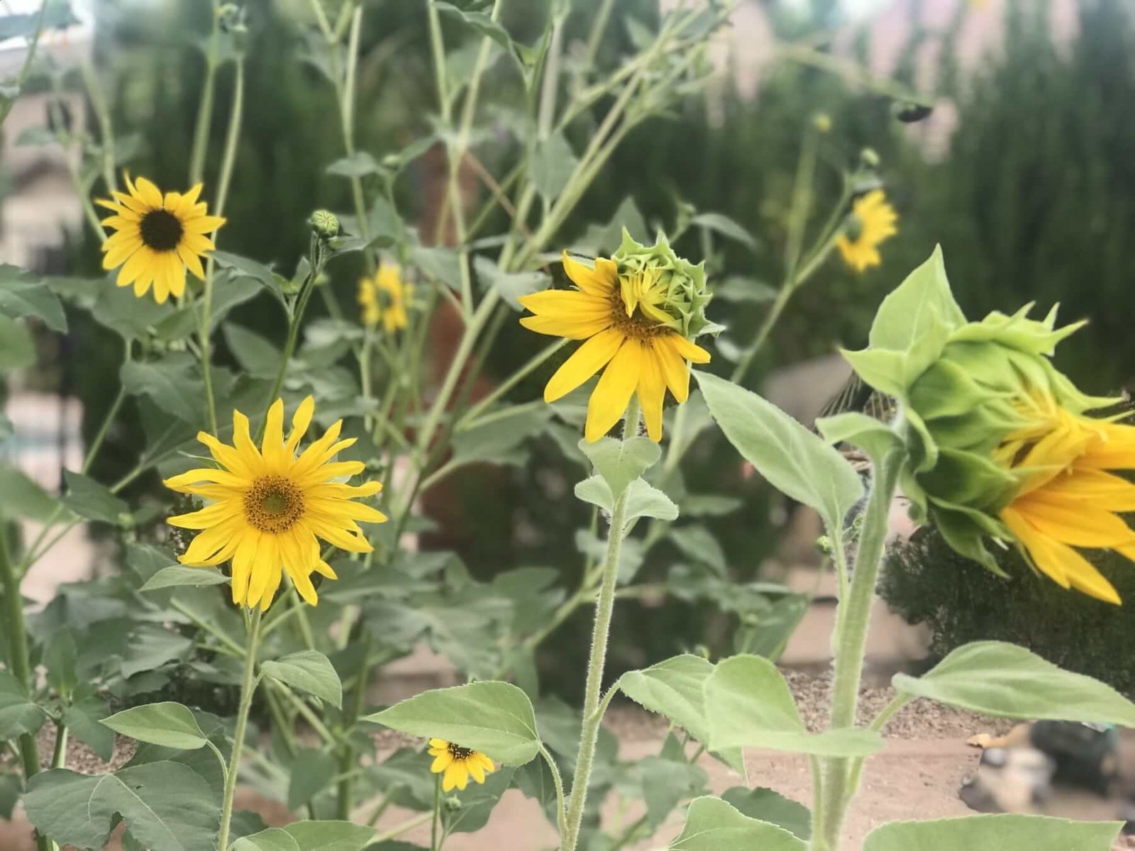 5 tips for growing and harvesting sunflower seeds | kellogg garden