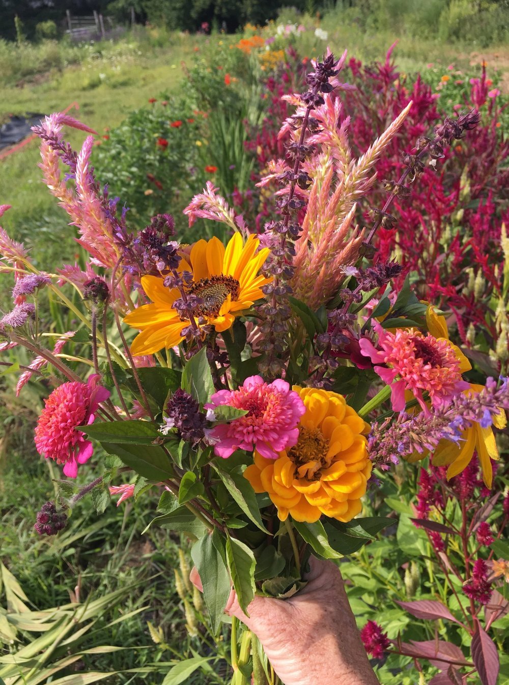 field tips for harvesting cut flowers | white flower farm's blog