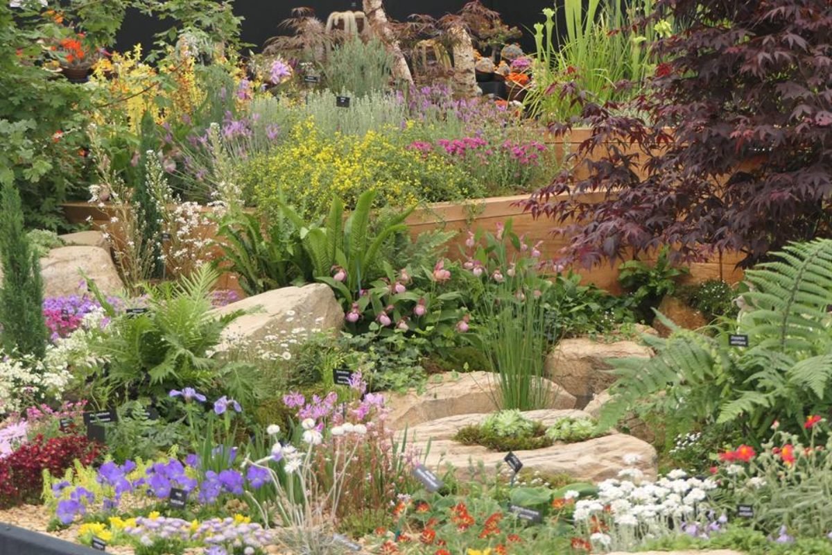ags wins gold at chelsea flower show - alpine garden society