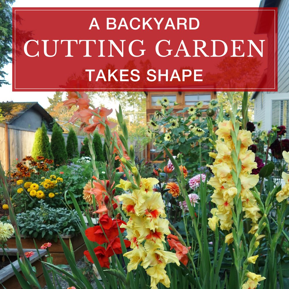 a new backyard cutting garden takes shape - longfield gardens