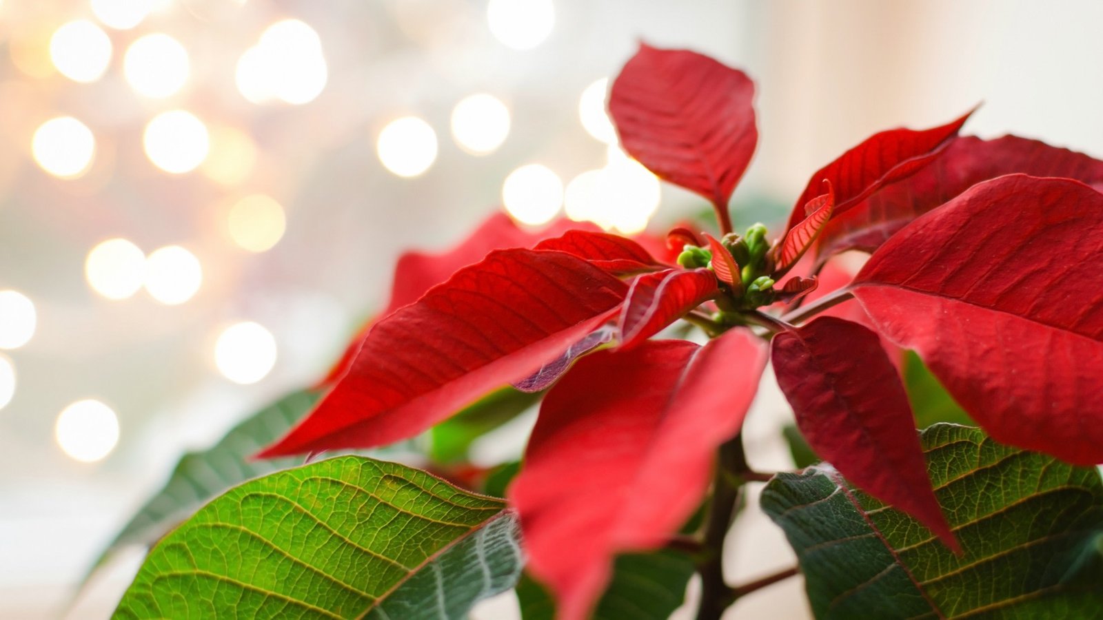 how to keep your poinsettia plant thriving year-round – sheknows