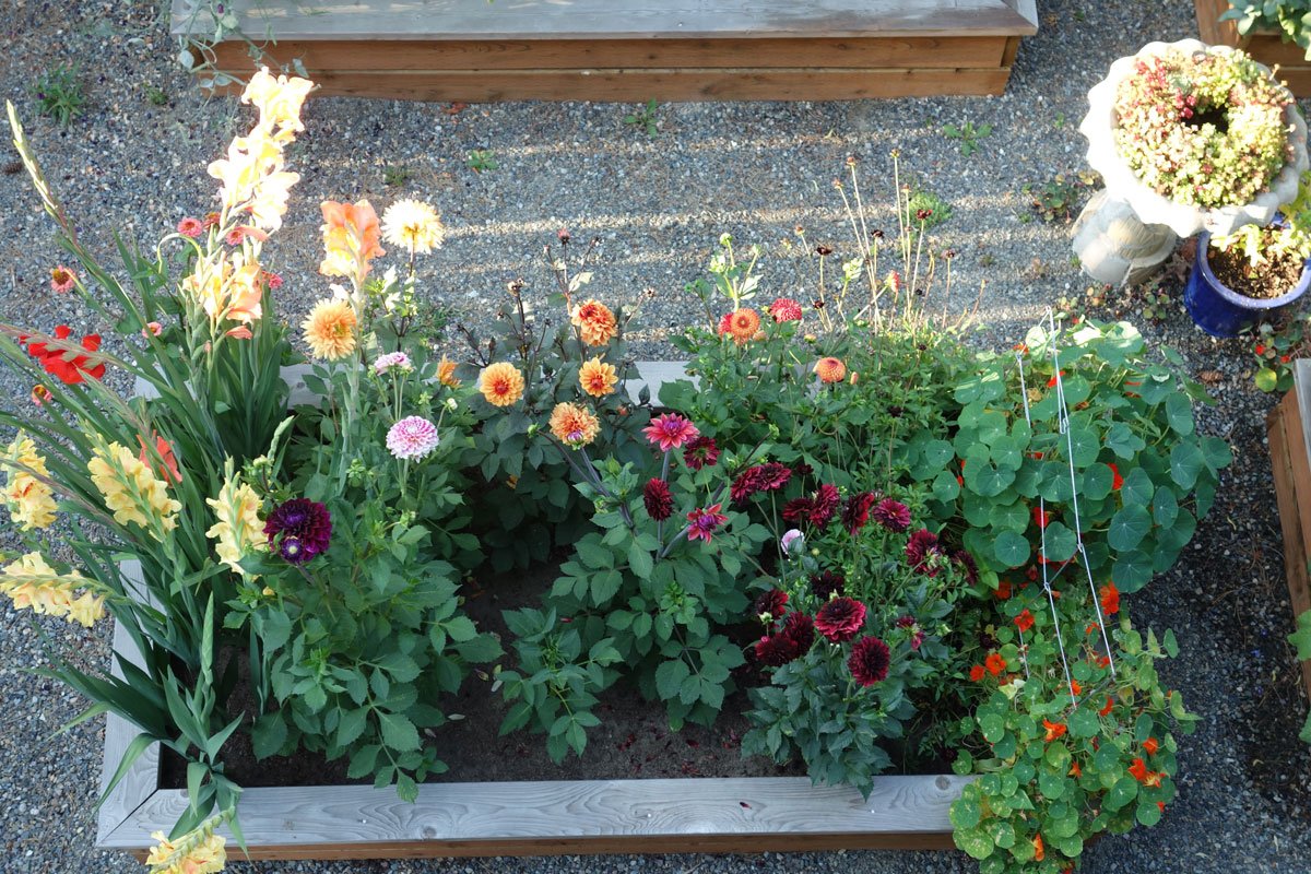 a new backyard cutting garden takes shape - longfield gardens
