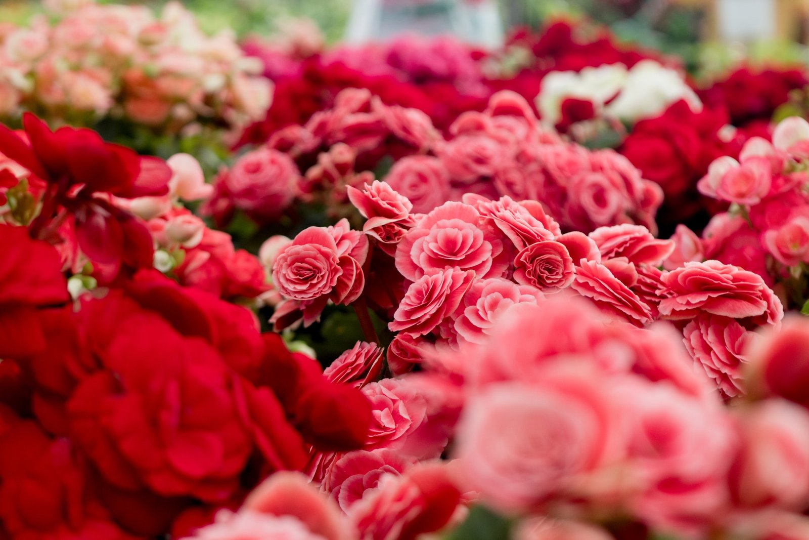 the most beautiful rose gardens - travelization