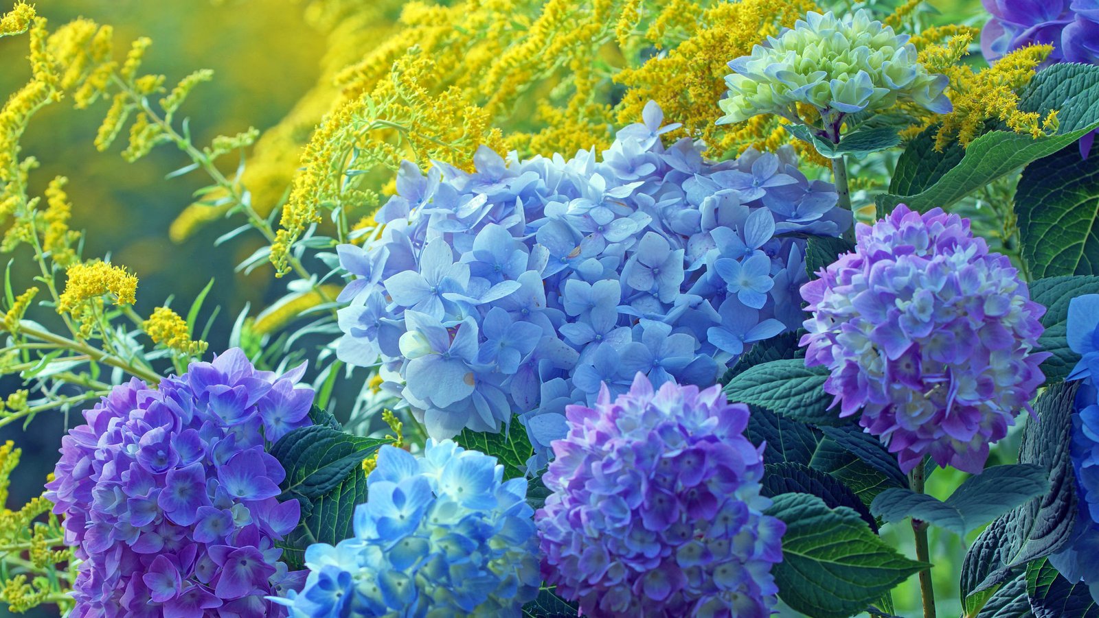 7 fast-growing shrubs | arbor day blog