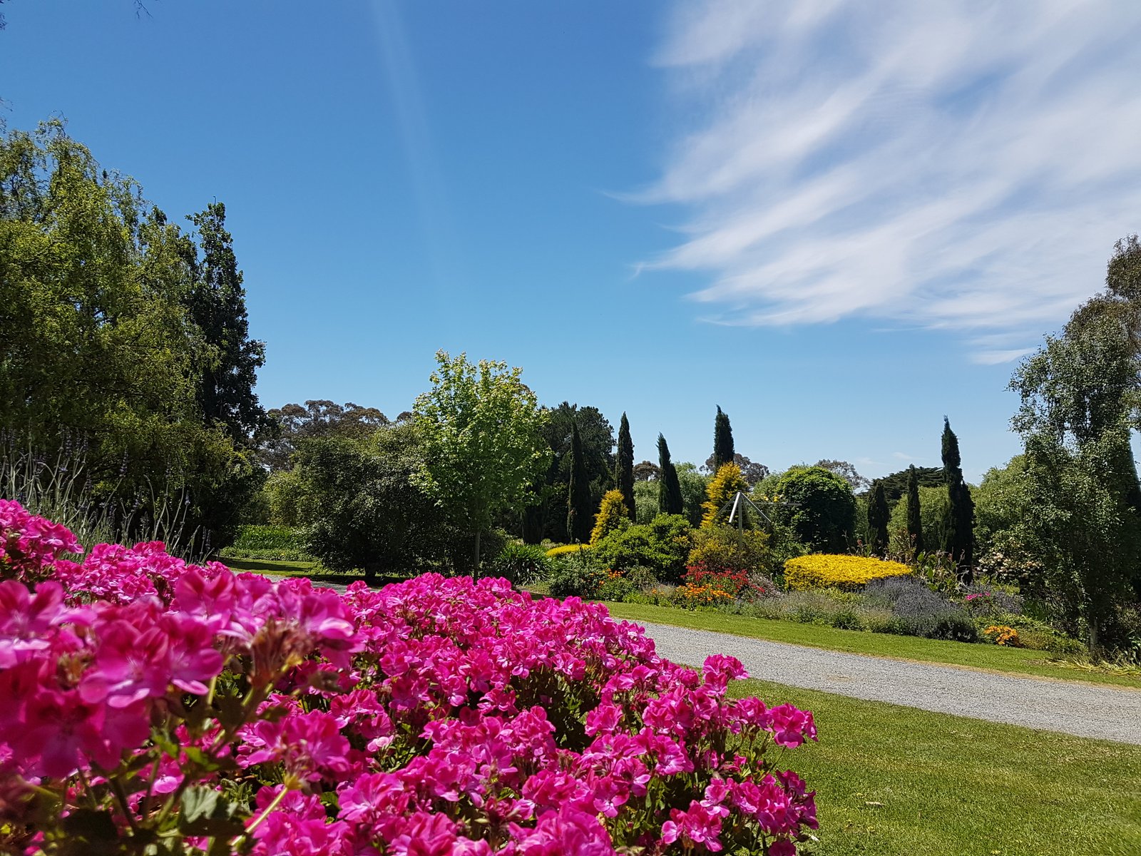 agapanthus farm | agapanthus farm