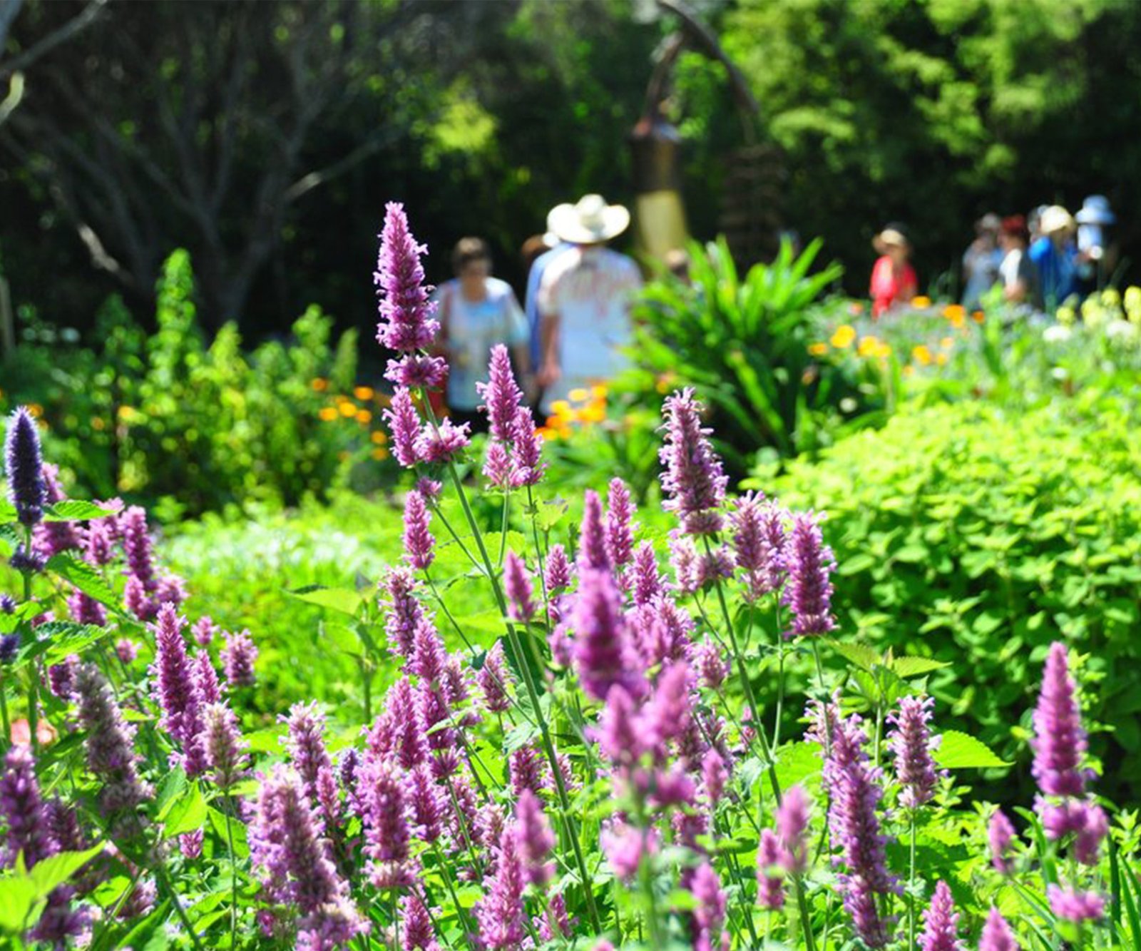 these are the garden tasks to complete this november