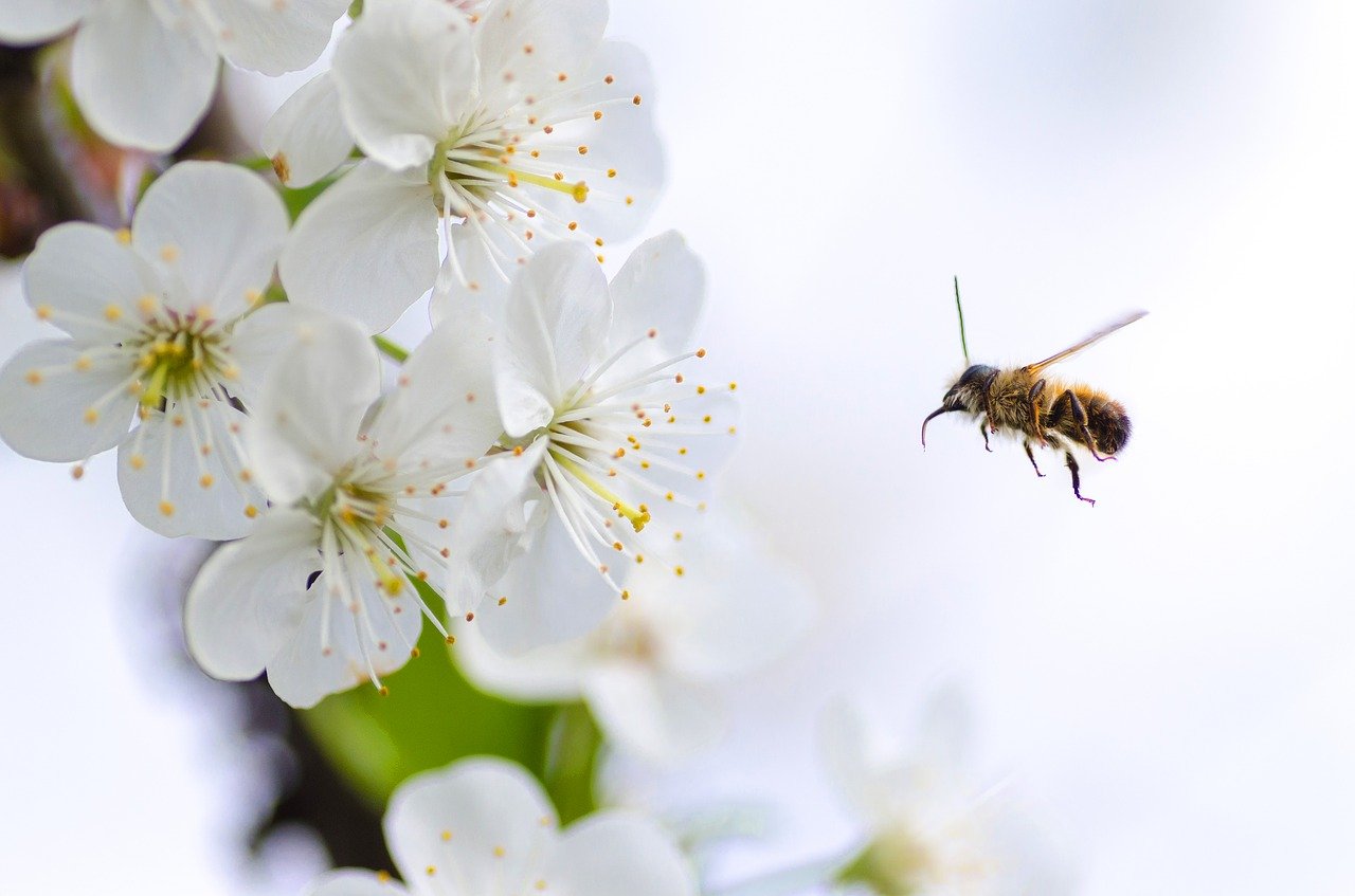 attracting beneficial insects to gardens - elix