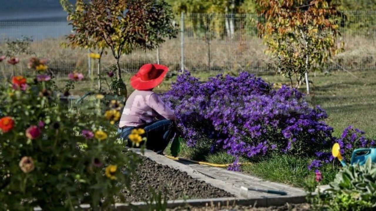 it's time to rest: preparing perennials for winter - best