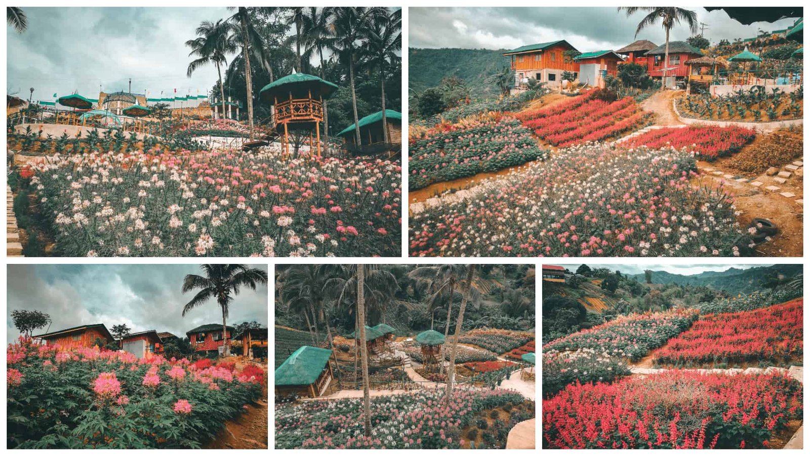 msdea ornamental garden: heavenly flower farm in cebu city | sugbo
