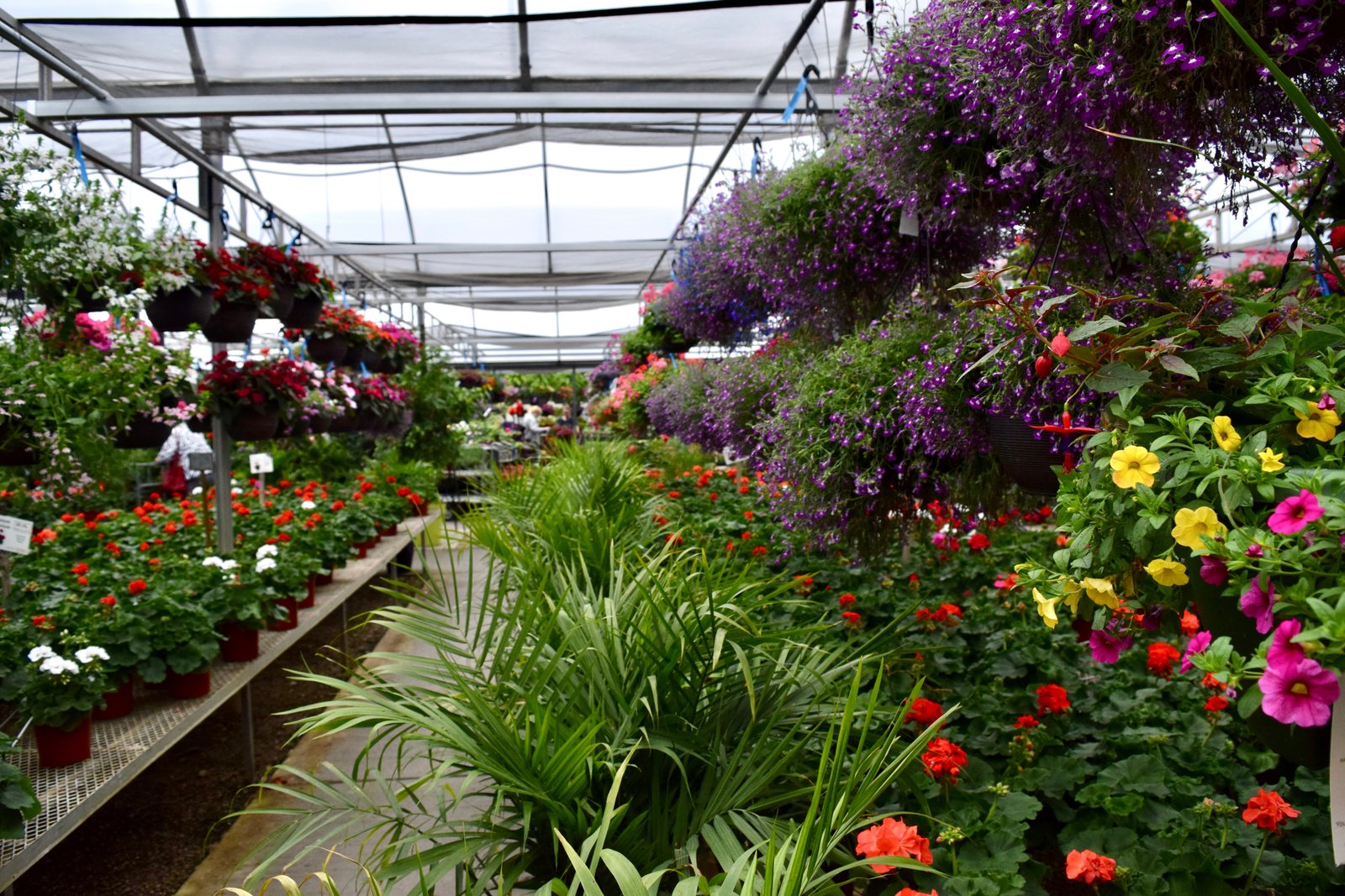 home - stockslagers greenhouse garden center