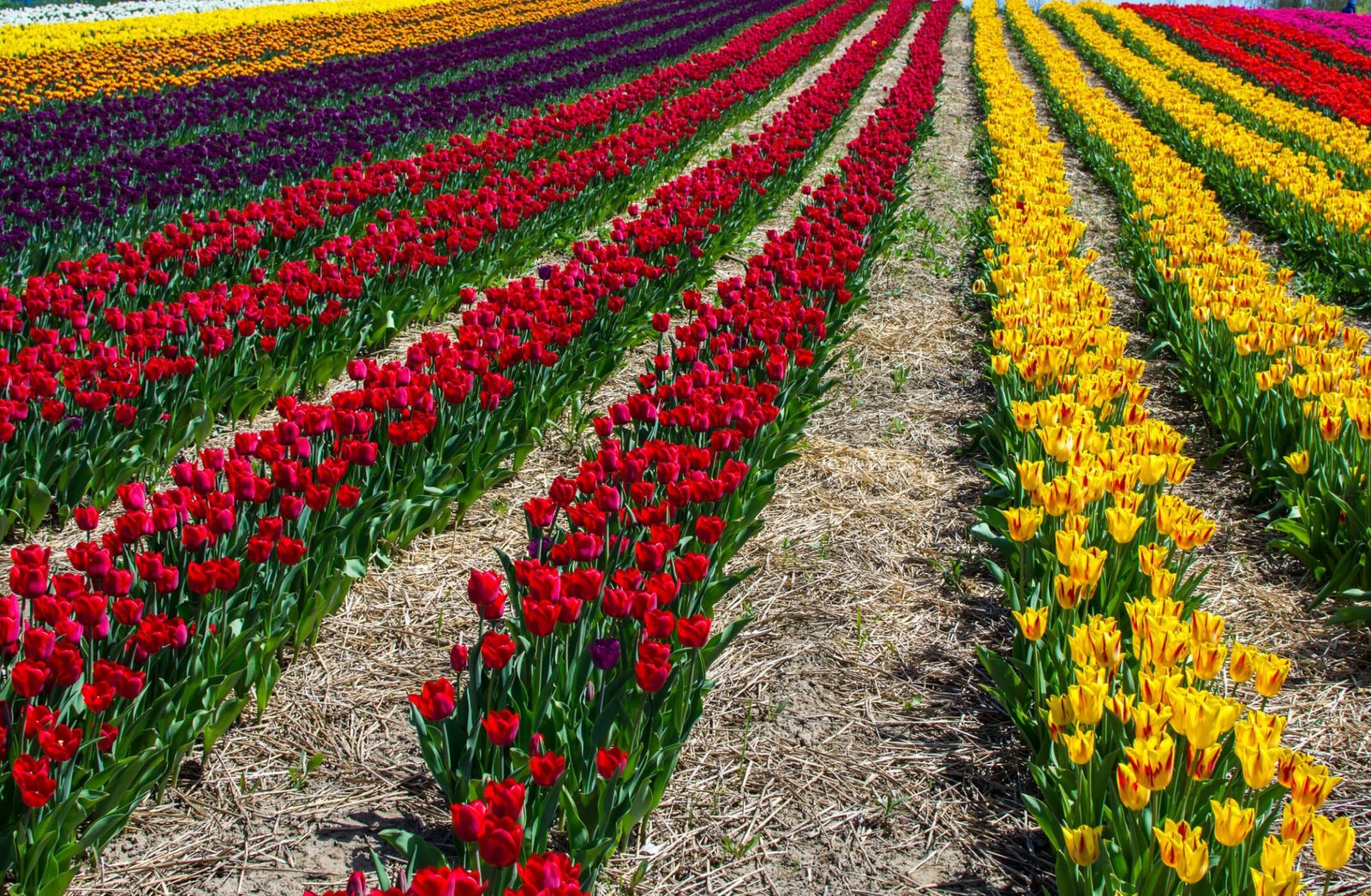 northwest flower & garden festival | pan pacific seattle