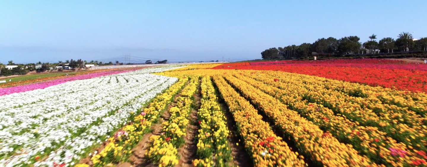 the flower fields at carlsbad ranch