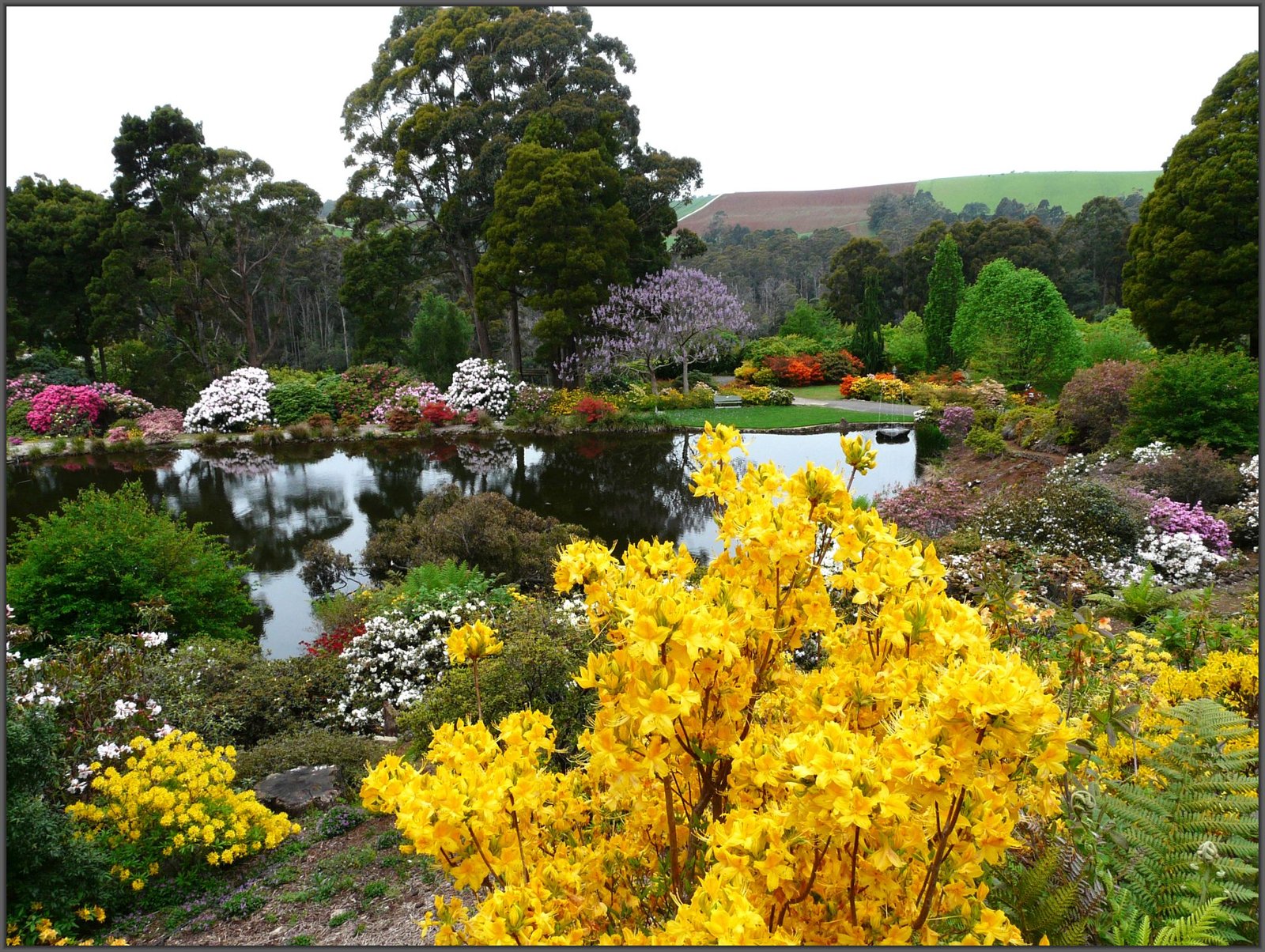 emu valley rhododendron garden - burnie (north west) - blooming