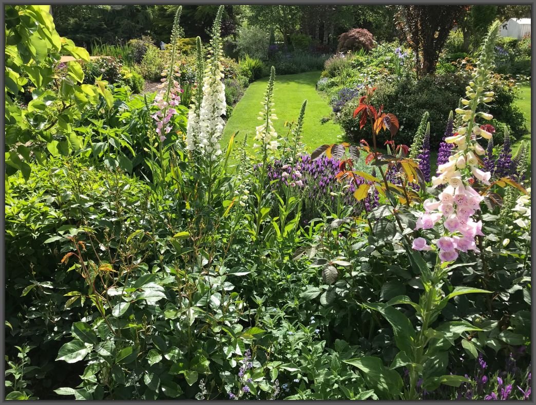 birch grove gardens for plants - beaconsfield (north) - blooming
