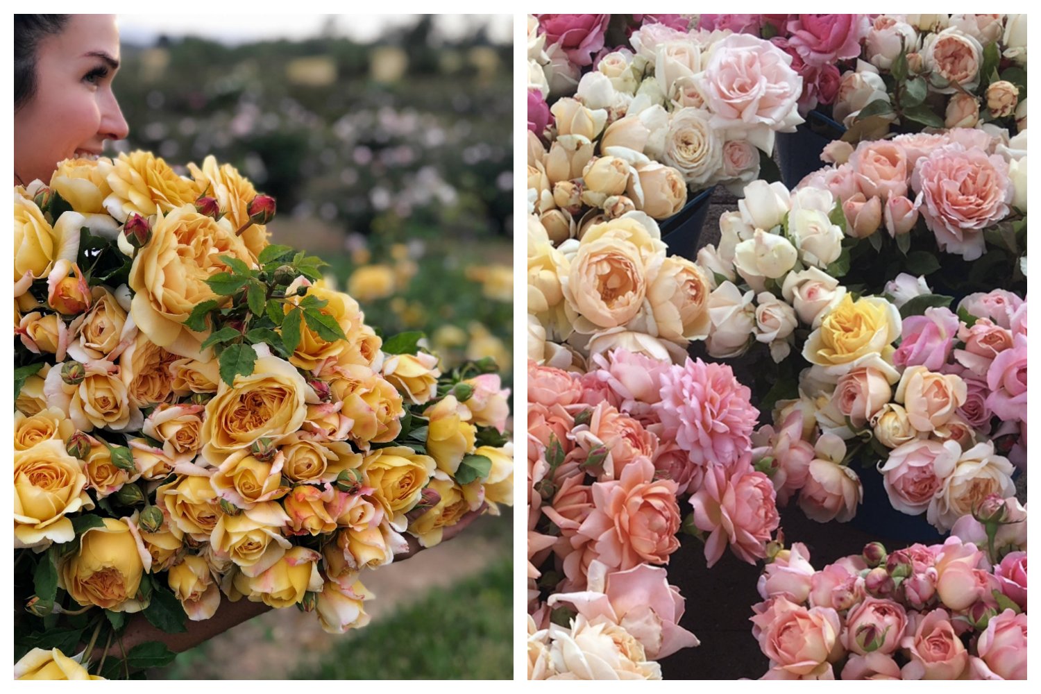 the {farmer} & the florist interview: grace rose farm - floret flowers