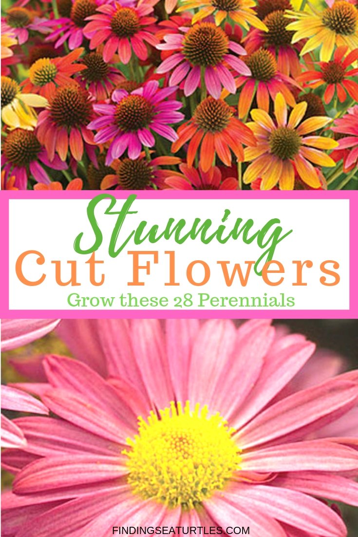 28 best perennials for a cutting flower garden - finding sea turtles