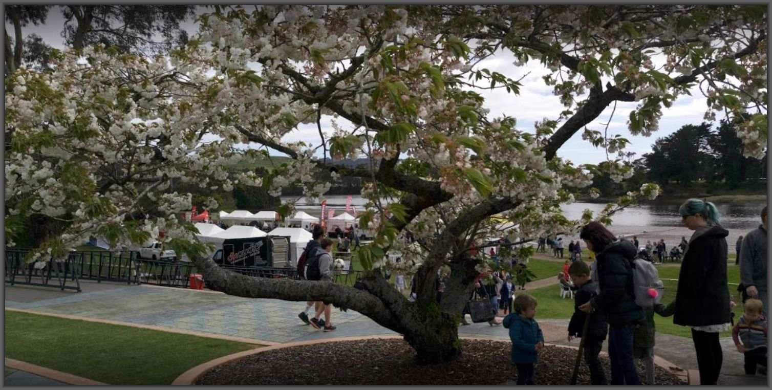 bloomin' tulips festival - wynyard - blooming tasmania :: tasmania
