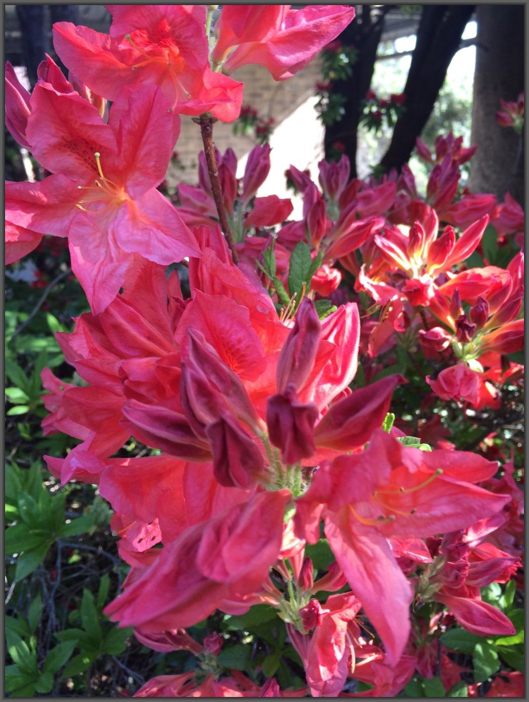 woodbank open garden - blooming tasmania :: tasmania is my garden
