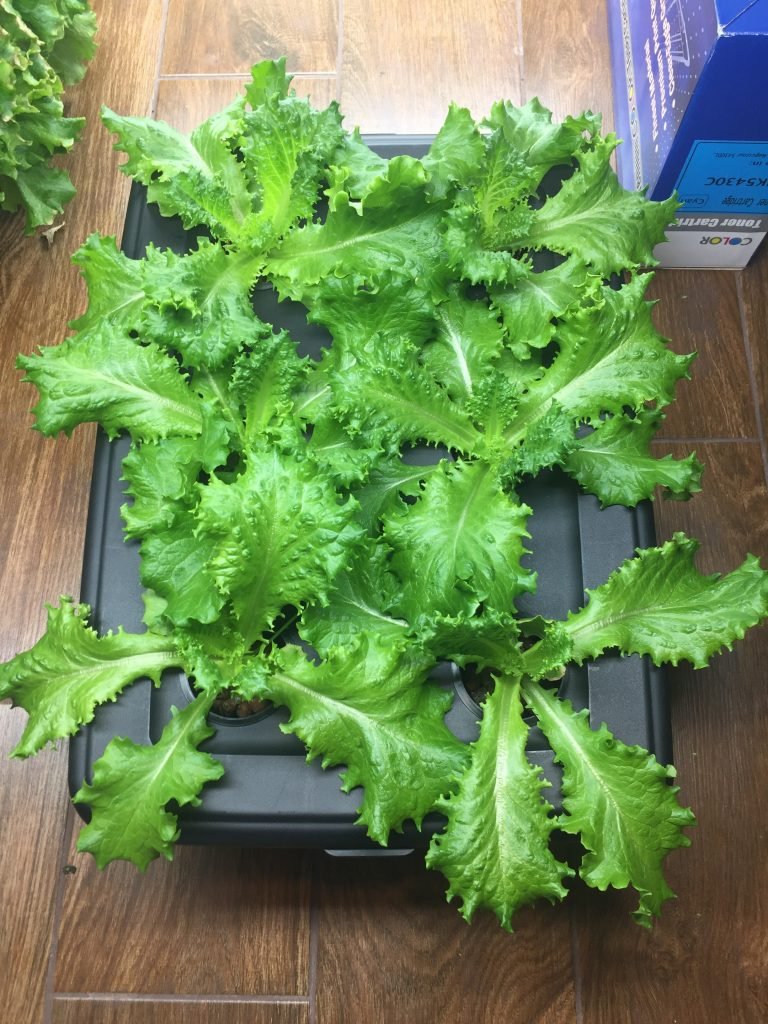 Hydroponic Lettuce Growth, Over Time - Hydroponics Indoors