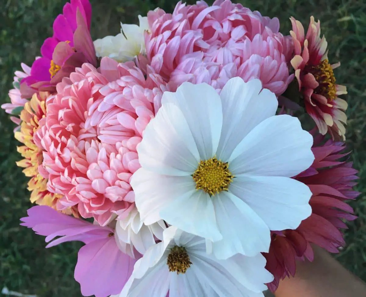easy flowers to grow from seed | family food garden