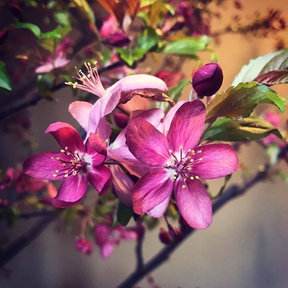 garden show 2019 | topeka landscape
