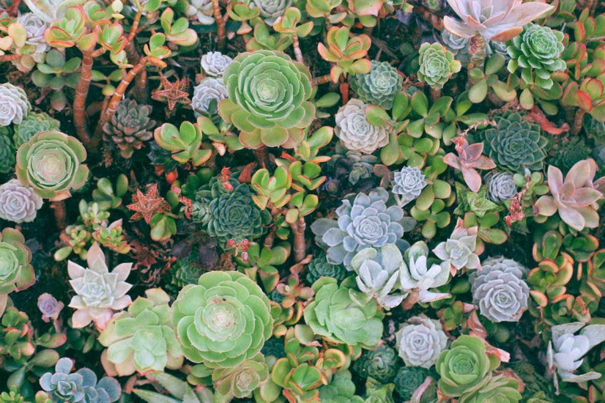 chicago flower & garden show: details, events and offers | navy pier