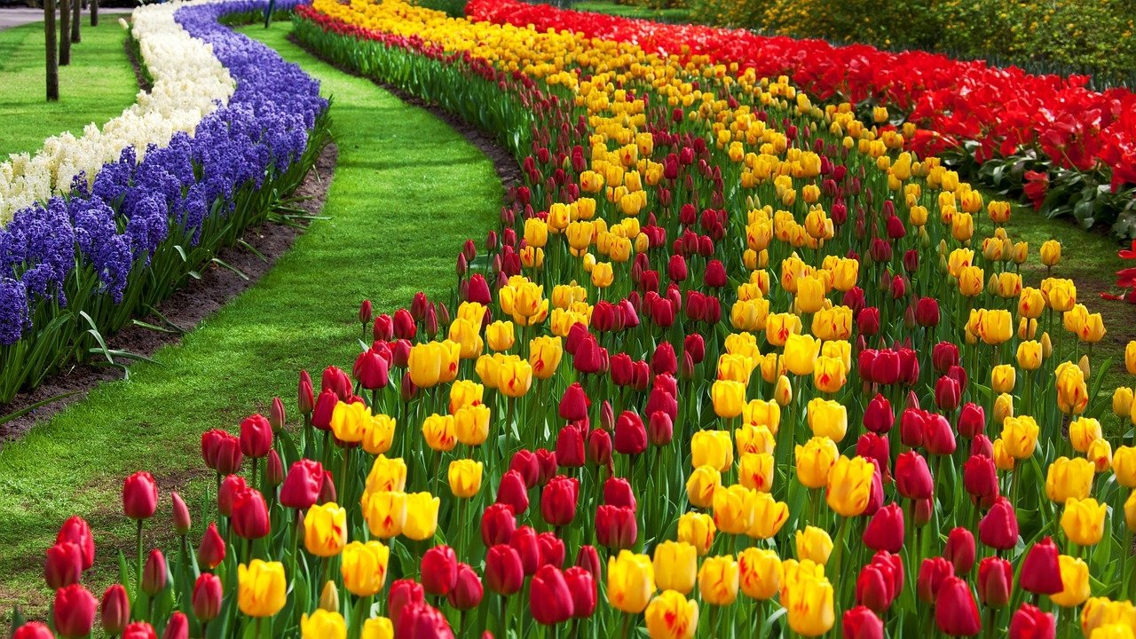 tulipmania' is back! head to holland for a mesmerizing flower