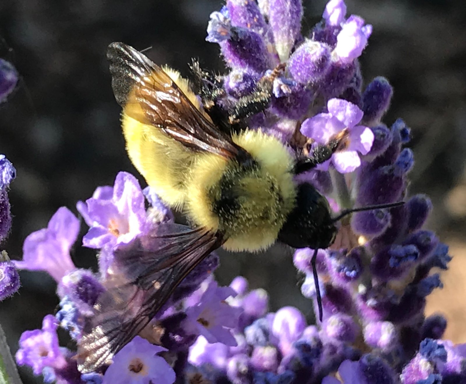here's how to get your colorado garden ready for spring