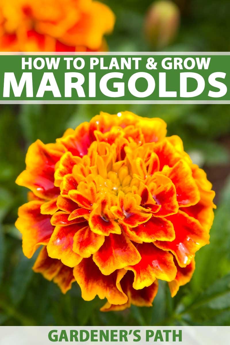 how to plant, grow, and care for marigolds | gardener's path