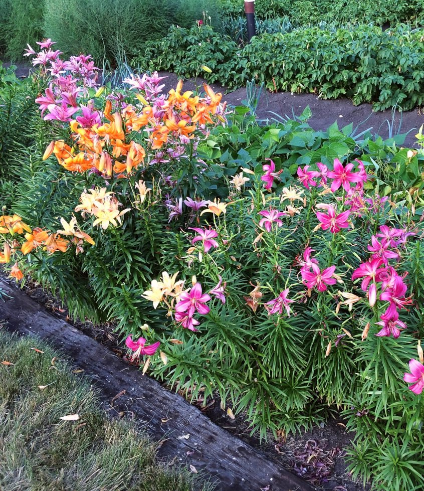 how to plan & design a low maintenance flower bed