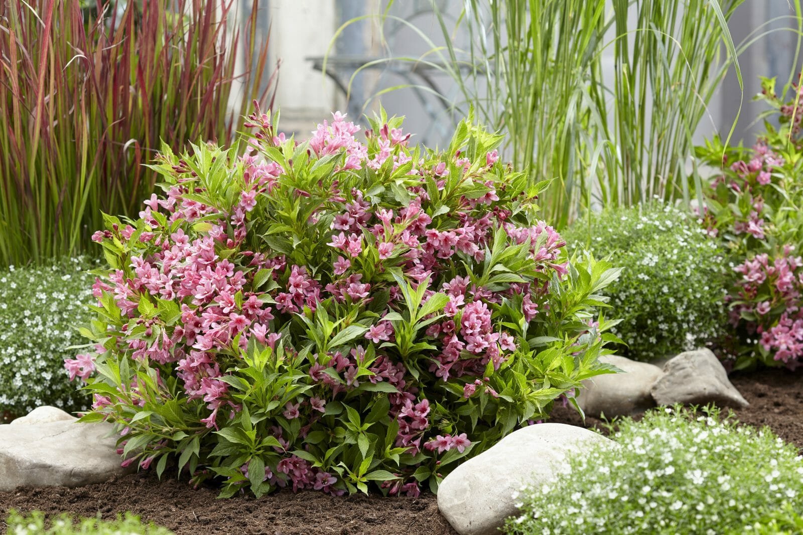 hillier announces new plants to be launched at rhs chelsea flower