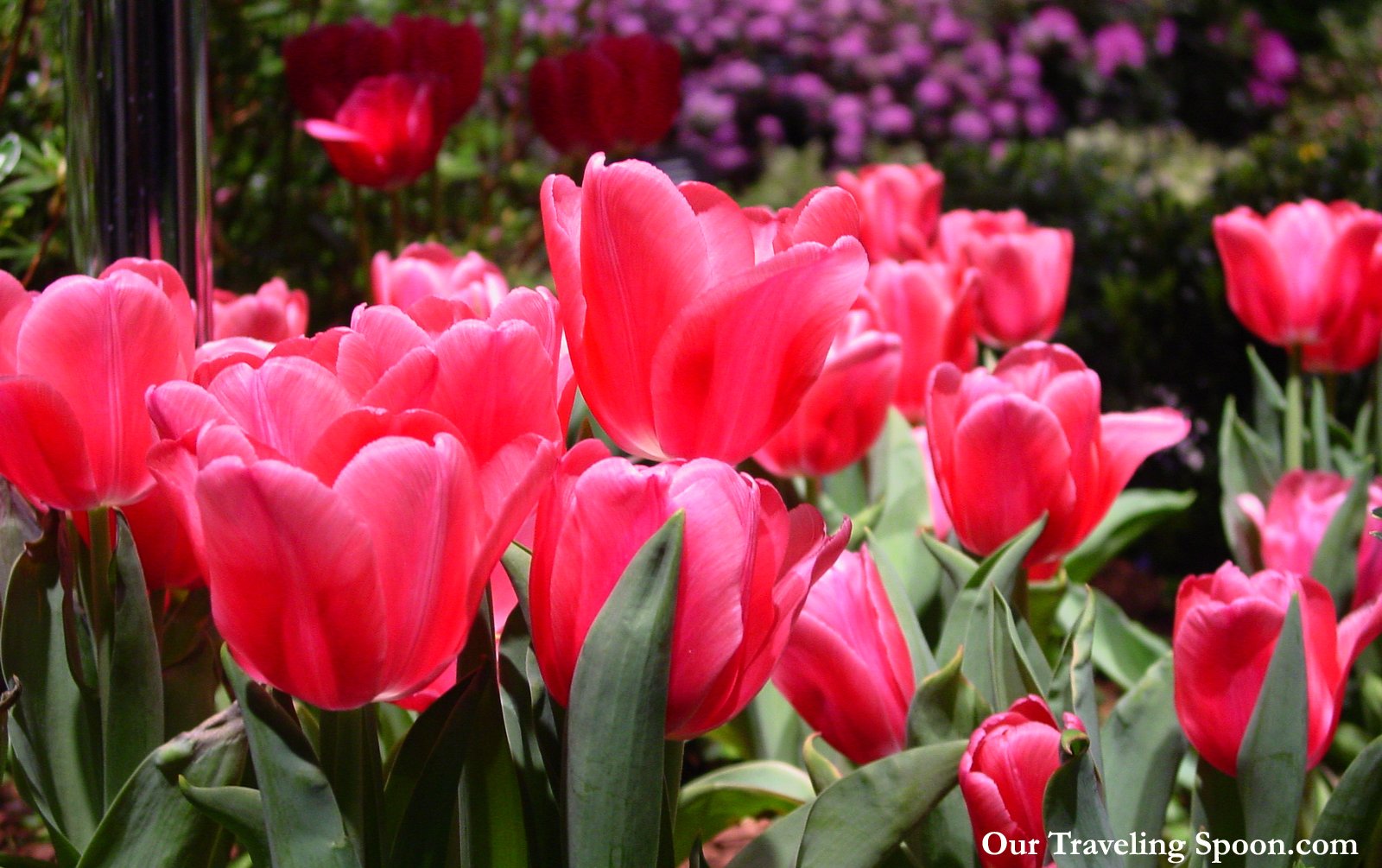 5 best tips to enjoy the capital district garden and flower show