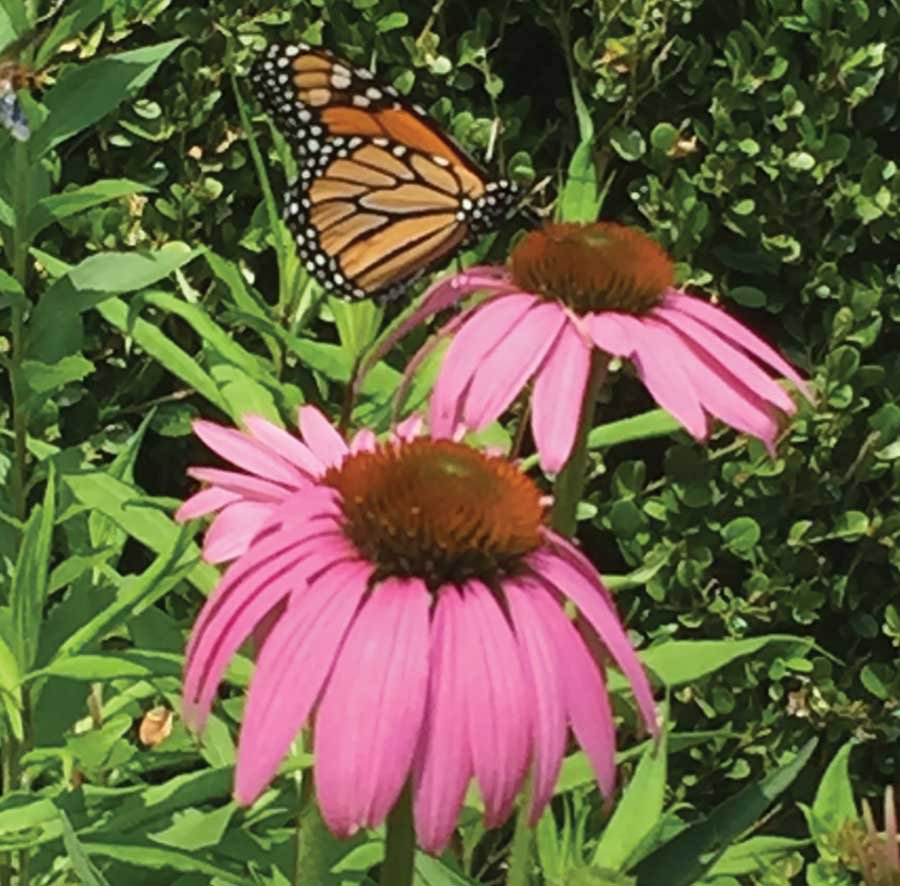 garden club archives | woodbridge town news