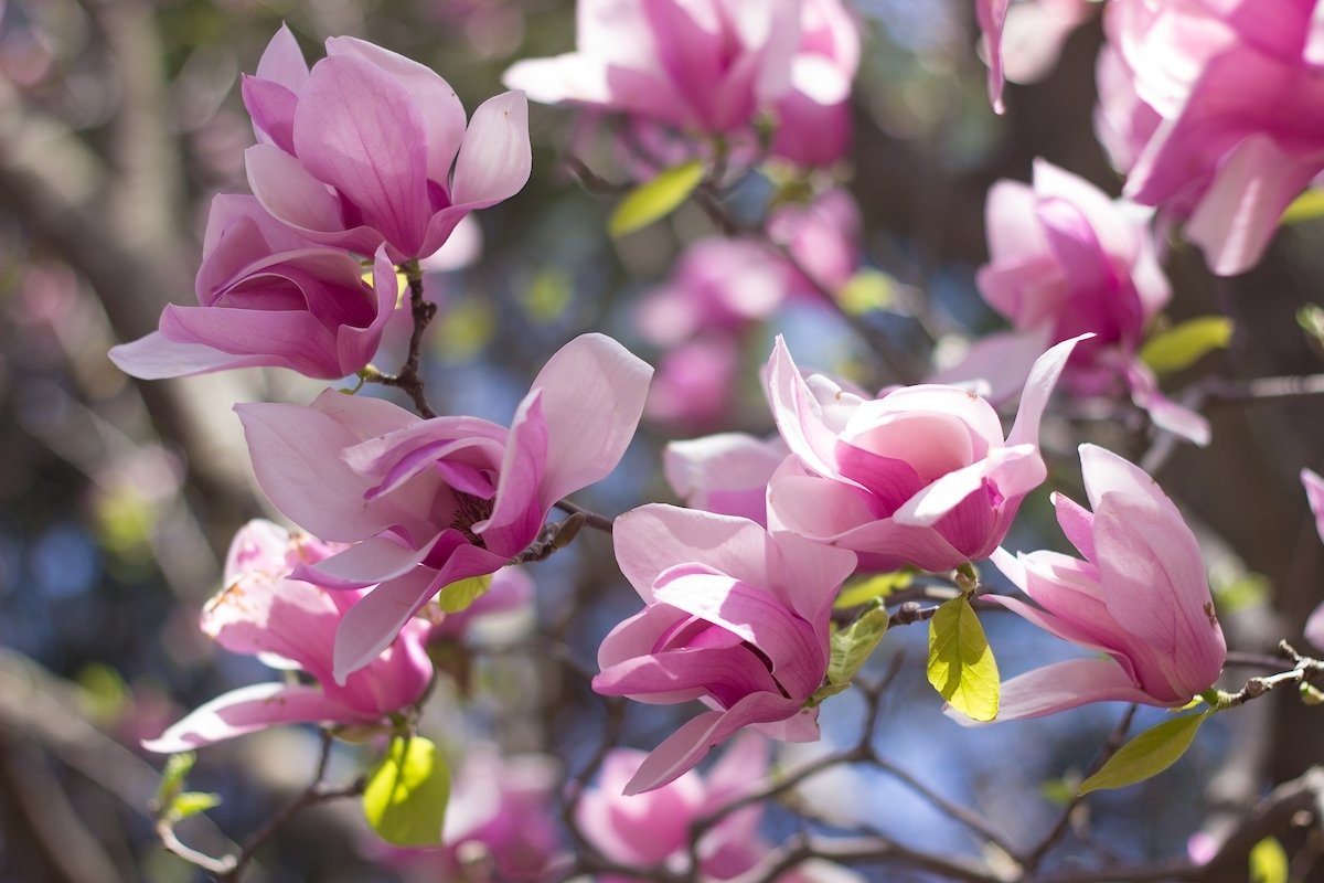 Gardening By Month - March pertaining to Garden Flowers To Plant In March
