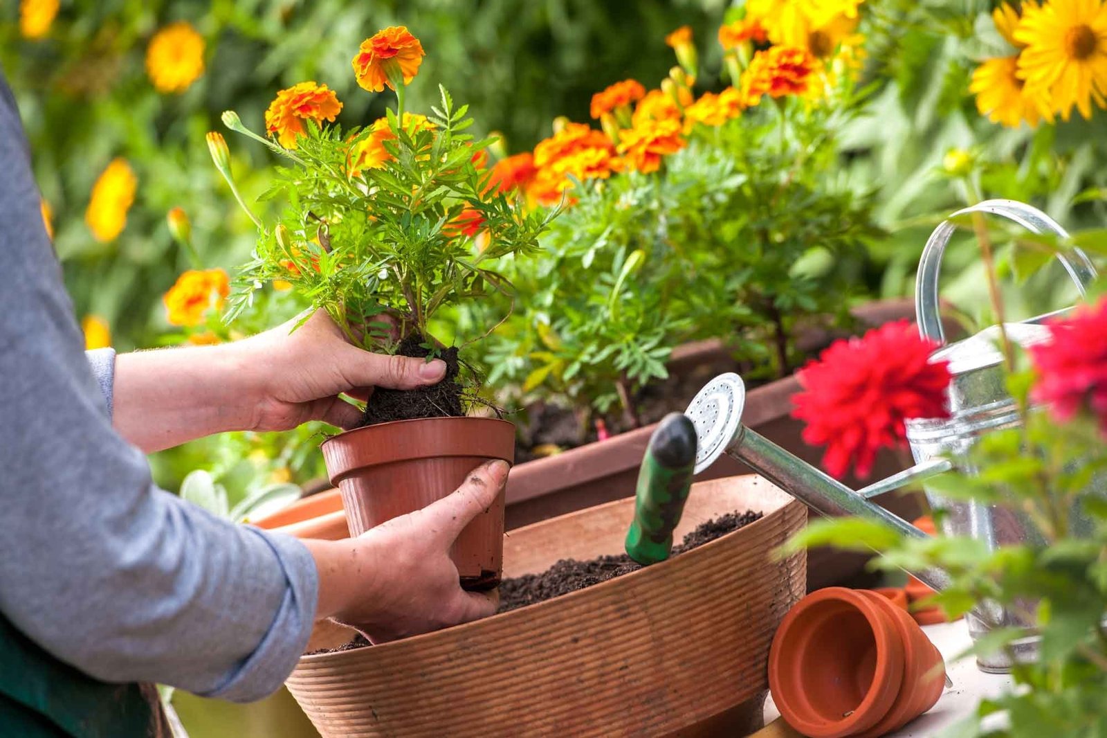 Gardening To Do Lists By Month For Houston regarding Garden Flowers To Plant In March