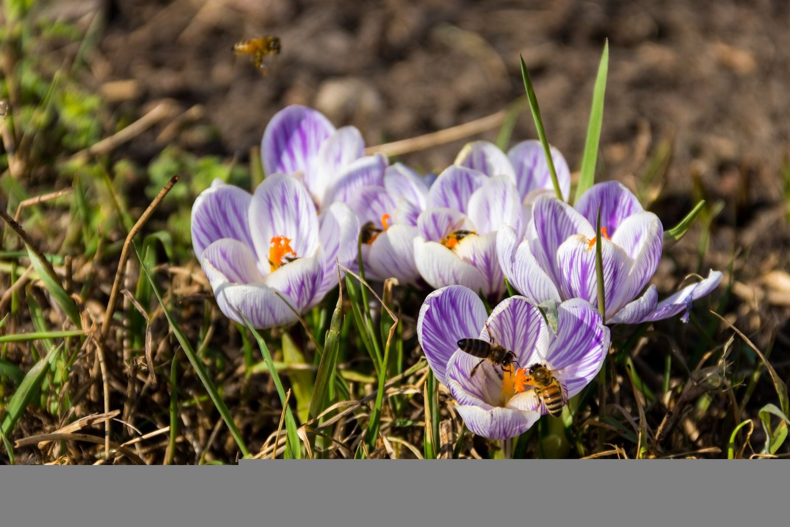 March Gardening Jobs - Gardening To Do List For March within Garden Flowers To Plant In March