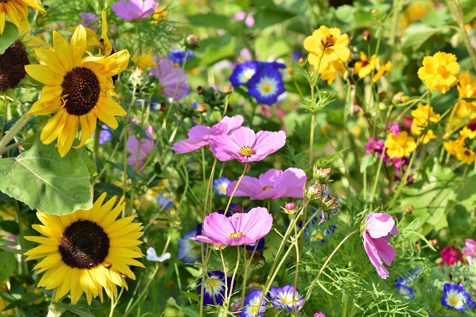 fun and flowers at the san juan island garden tour | the journal of
