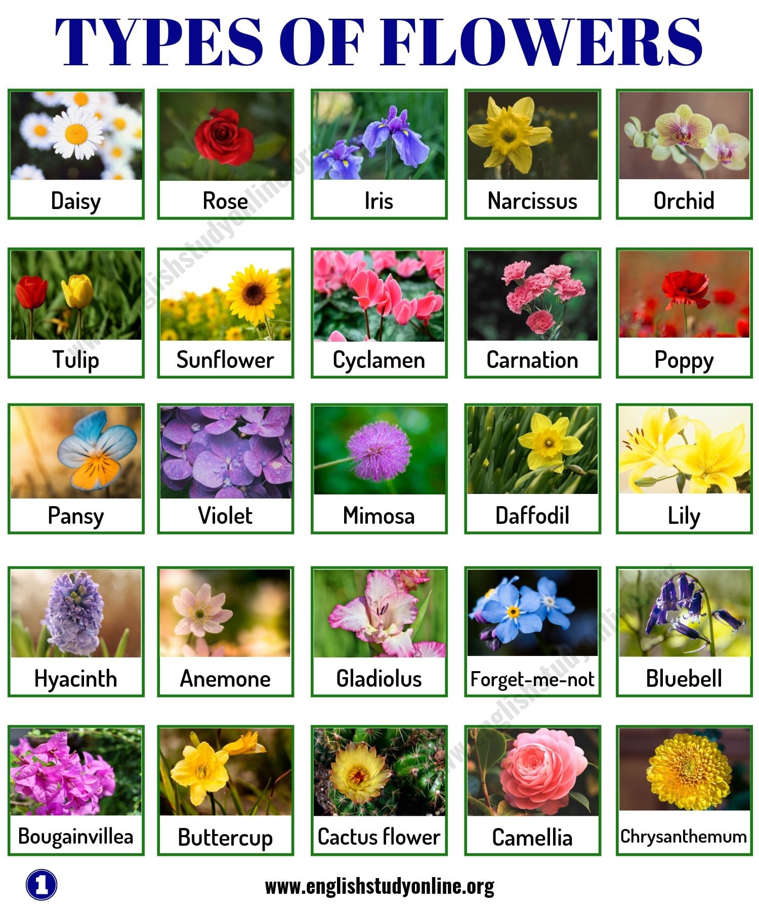 types of flowers: list of 50+ popular flowers names in english