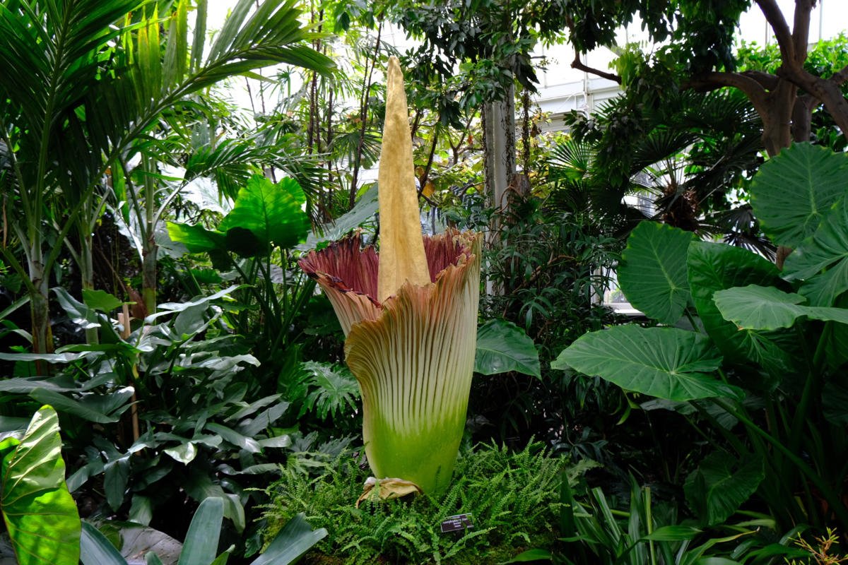 the new york botanical garden's stinky corpse flower is now in bloom