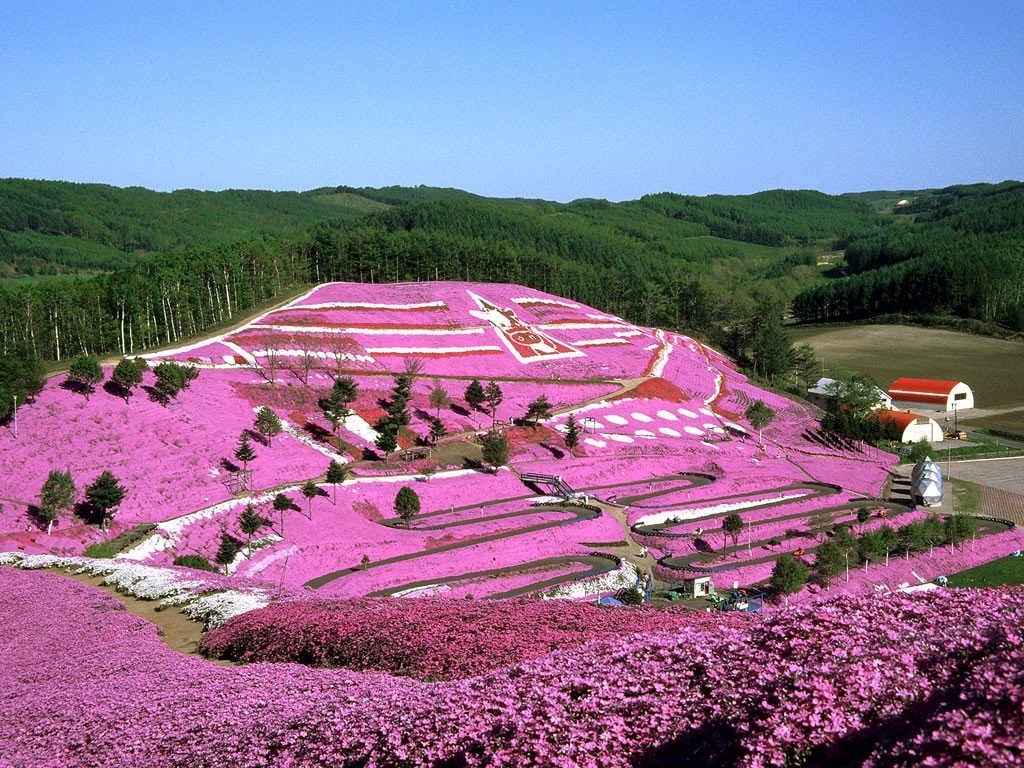 5 best flower fields to visit in hokkaido - japan web magazine